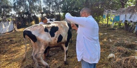 تحصين
      أكثر
      من
      700
      ألف
      رأس
      ماشية
      ضد
      الحمى
      القلاعية
      والوادي
      المتصدع