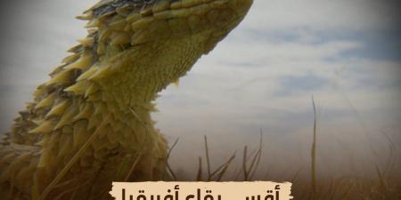 الليلة..
      سلسلة
      "أقسى
      بقاع
      إفريقيا"
      على
      "الوثائقية"