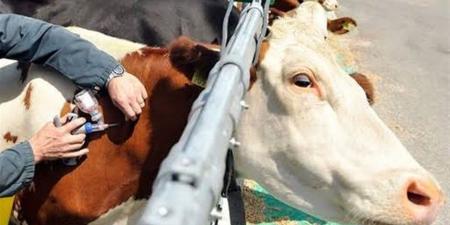 "الزراعة"
      تكثف
      جهود
      التقصي
      ومتابعة
      المزارع
      والأسواق
      وتواصل
      أعمال
      الحملة
      القومية
      لتحصين
      الماشية