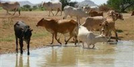 الزراعة: زيادة 6.7% في عدد رؤوس الماشية و16% في إنتاج اللحوم