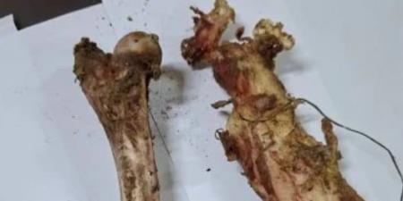 الطب البيطري بسوهاج يصدر بيان عاجل بشأن العثور على عظام بصندوق قمامة