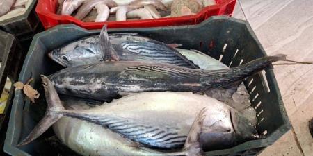 أسعار السمك اليوم الأحد 9 نوفمبر 2025 في مصر