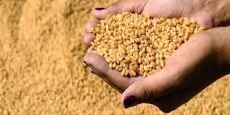 لتعزيز الاكتفاء.. مصر ترفع مستهدف زراعة القمح إلى 3.5 مليون فدان