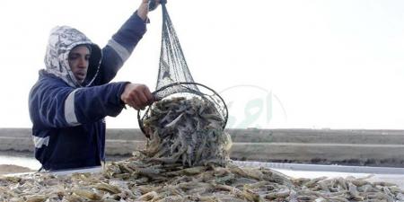 أسعار الجمبري والمأكولات البحرية في الغربية اليوم الأحد 16 -11-2025