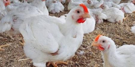 أسعار الدواجن اليوم الأحد 16-11-2025.. وسعر كرتونة البيض