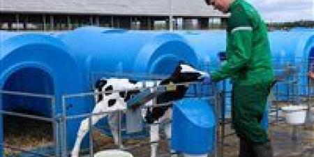 نجاح جديد في روسيا.. ولادة عجلين مستنسخين "ميلكا" و"إيسكركا" بوزن طبيعي