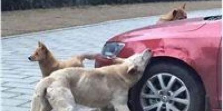 نقابة الأطباء البيطريين: لا يوجد حصر لأعداد كلاب الشوارع والرقم المتداول غير دقيق