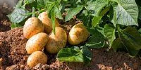 خوفا من الإصابة بالأمراض الفطرية.. موجة حر غيرمعتادة تهدد المحاصيل و"الزراعة" تحذر