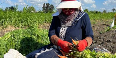 الحاجة عفاف تتحدى العادات وتعمل في الزراعة منذ 35 عامًا لإعالة أسرتها