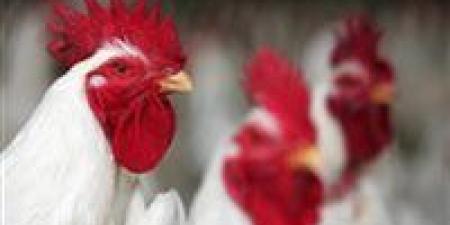 أسعار الفراخ البيضاء اليوم السبت في مصر.. هبوط جديد في السوق المحلي