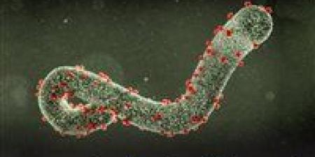 شائعات ماربورج في مصر: وزارة الصحة تنفي وWHO لم تعلن حالات