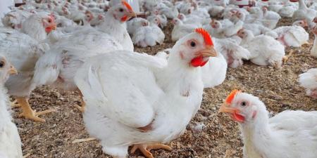 الكليو بـ57 جنيه..تراجع أسعار الدواجن في مصر يهدد المنتجين بخروجهم من السوق