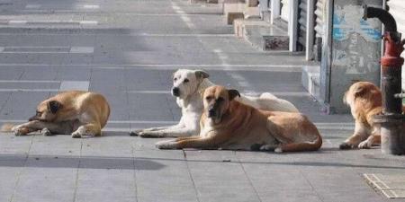 عمر طاهر يهاجم تفشي ظاهرة كلاب الشوارع: "لا إدارة للمشكلة وعددهم مرعب"