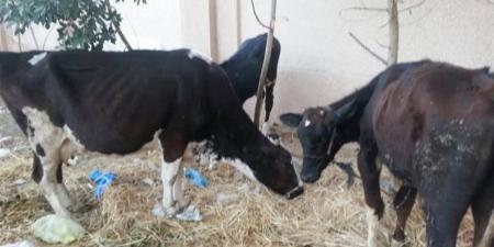 "الزراعة" تقدم خدمات العلاج والفحص لـ3304 رؤوس ماشية بالمجان في المنيا