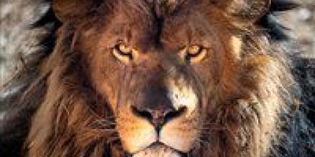 لغة جديدة في عالم الأسود.. الذكاء الاصطناعي يفكّ شفرة الزئير لأول مرة