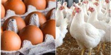 سعر كيلو الفراخ البيضاء اليوم الاثنين 24-11-2025.. أسعار الدواجن الآن في الأسواق
