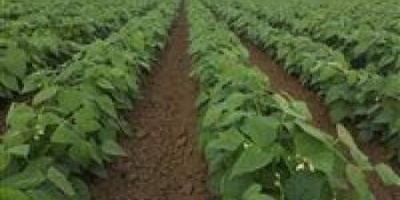 هل تتأثر المحاصيل الزراعية بالتغييرات الجوية.. رئيس مركز معلومات المناخ بوزارة الزراعة يوضح