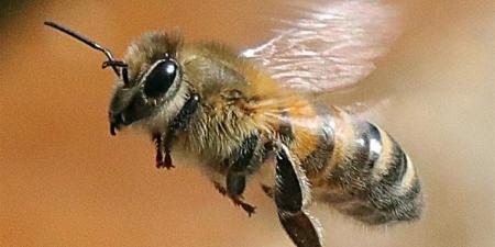 "بوتوكس طبيعي" في سمّ النحل يحارب التجاعيد خلال أسابيع