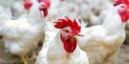 أسعار الفراخ اليوم في مصر.. اعزم حبايبك الكيلو وصل 57 جنيه