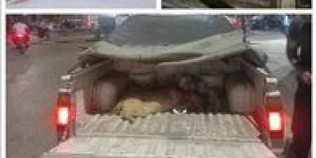 البحيرة تتحرك سريعًا لحماية الأهالي… وانطلاقة جديدة لحملات تعقيم وتحصين الكلاب الضالة