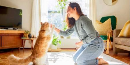 أصلها مصرى.. دراسة تكشف تاريخ استئناس القطط فى أوروبا