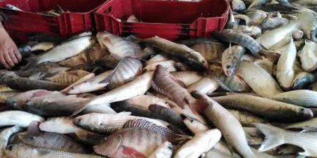 أسعار الأسماك والمأكولات البحرية بالغربية اليوم الجمعة 28 نوفمبر 2025
