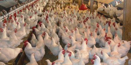 "الزراعة" تصدر أكثر من 800 ترخيص تشغيل لأنشطة الإنتاج الحيواني والداجني