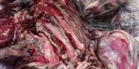 ضبط لحوم غير صالحة للاستهلاك الآدمي وتحمل أختام مزورة في إحدى محال الجزارة بالأقصر