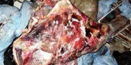 أسوان: ضبط 186 كجم لحوم فاسدة متنوعة وتحرير 6 محاضر مخالفة