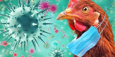 فيروسات إنفلونزا الطيور تتحدى الحمى البشرية وتثير المخاوف الصحية