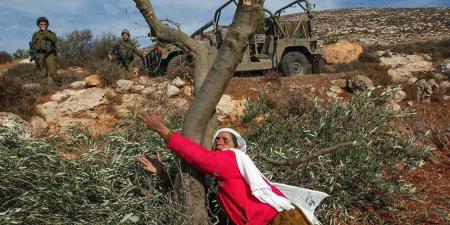 موسم الزيتون يتحول لساحة اعتداءات.. مستوطنون يهاجمون المزارعين الفلسطينيين