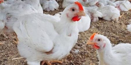 أسعار اللحوم في الغربية اليوم الإثنين 1 ديسمبر 2025