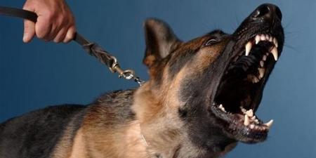 حدث ليلاً.. كشف تفاصيل واقعة "الكلب" بالشرقية والقبض على "الشرطة المزيفة" بالبحيرة