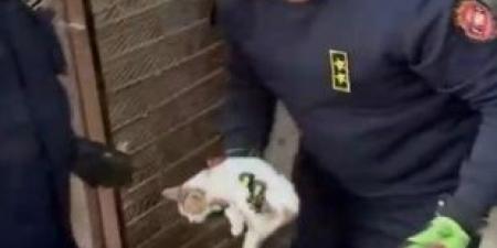 قطة محاصرة داخل محل مغلق.. رجال الشرطة بالفيوم يتدخلون لإنقاذها