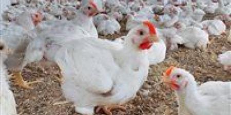 تحذير عاجل: الفراخ السردة تضر بصحتك.. تعرف على العلامات والأسعار المريبة