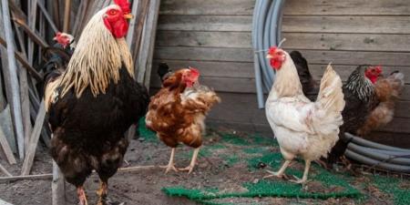 قائمة أسعار الفراخ اليوم بمصر (تحديث يومي)