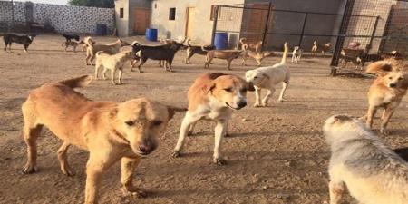 الطب البيطري: مراكز إيواء مجهزة لاستقبال الكلاب الضالة (فيديو)