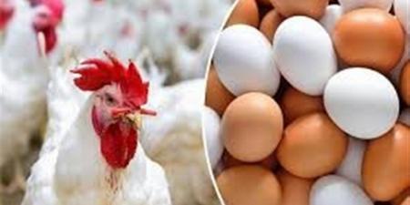 أسعار الفراخ الطازجة والطيور في كفر الشيخ الأربعاء 3 ديسمبر