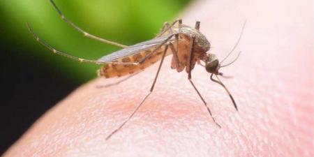 "ماش": 1500 روسي يتواجدون في بؤرة تفشي وباء حمى شيكونغونيا في كوبا