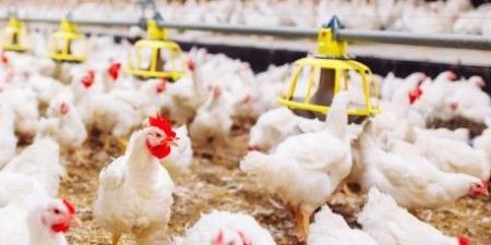 بــ60 جنيه الكيلو.. تراجع أسعار الفراخ البيضاء والبلدي