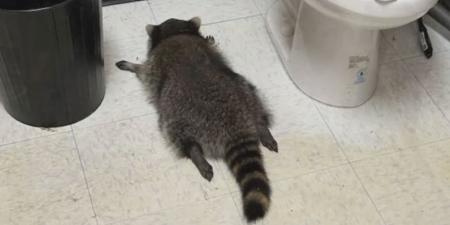 «سكران داخل الحمام».. راكون يقتحم متجر كحول وشرب حتى فقد الوعي|صور