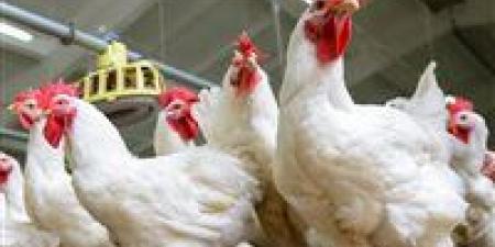 بـ 60 جنيهًا.. تراجع جديد في أسعار الدواجن والبيض اليوم الخميس