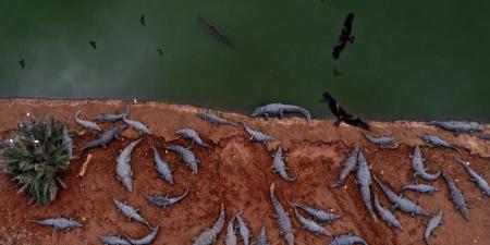 «حتى الحيوانات لم تسلم».. إسرائيل تعدم مئات التماسيح بالضفة الغربية