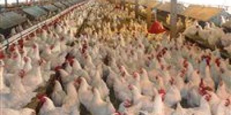 أسعار الفراخ والبيض اليوم السبت 6-12-2025 في الأسواق والمزارع