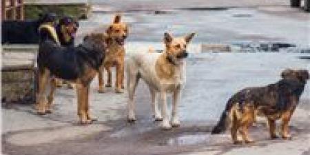 القاهرة تُخصص أول مأوى رسمي للكلاب الضالة.. خطوة حضارية لحماية الإنسان والحيوان