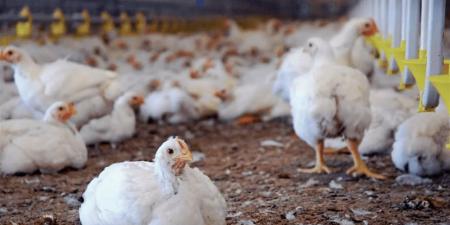 أسعار
      الفراخ
      اليوم
      الخميس
      18
      ديسمبر
      2025..
      الأسعار
      الرسمية
      من
      المزارع
      للأسواق