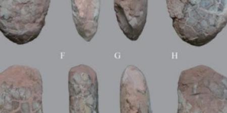 العثور على بيضة ديناصور وعظام متحجرة عمرها 100 مليون عام فى الصين