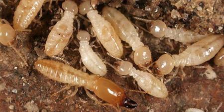 خطر
      النمل
      الأبيض
      يزداد
      في
      الأقصر..
      هل
      هو
      سبب
      انهيار
      منازل
      قرية
      الدير؟