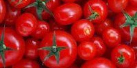 الطماطم
      بكام
      النهارده.....
      ارتفاع
      أسعار
      الطماطم
      في
      اسواق
      المنيا