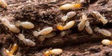 النمل
      الأبيض
      يثير
      القلق
      في
      قرية
      مصرية
      بعد
      انهيار
      ثلاث
      منازل